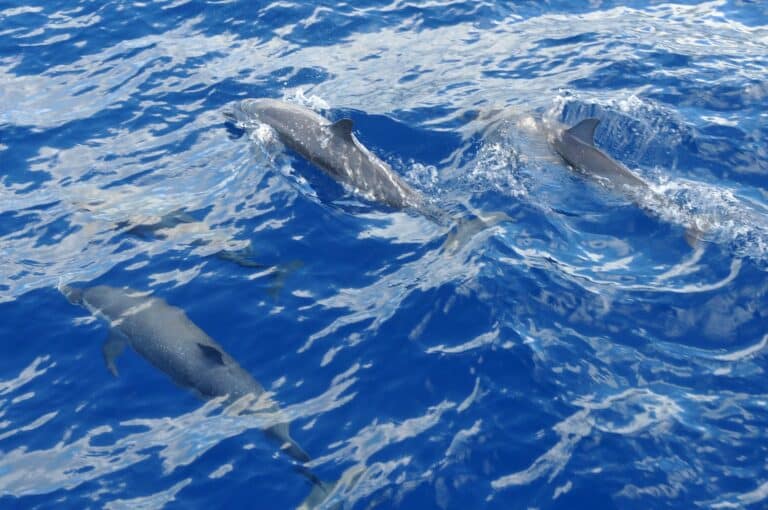 excursion-catamaran-dauphins-et-magie-du-nord-caraibe-martinique-archipel-evasion-06