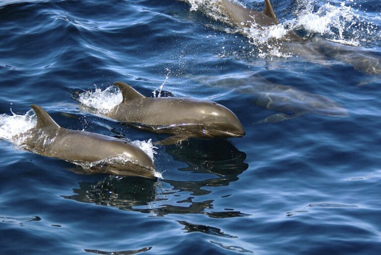 excursion-dauphins-en-vedette-martinique-archipel-evasion-05
